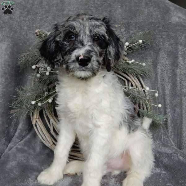 Benji (F1b medium), Labradoodle Puppy